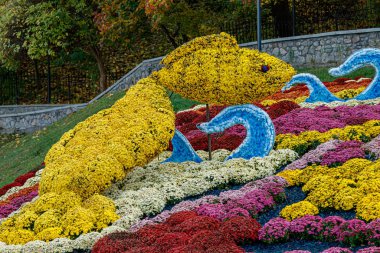 Çok renkli çiçek yatakları, güzel kasımpatılar. 