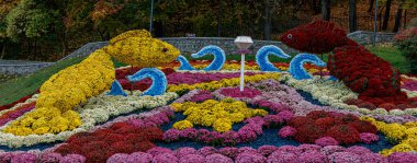 Çok renkli çiçek yatakları, güzel kasımpatılar. 