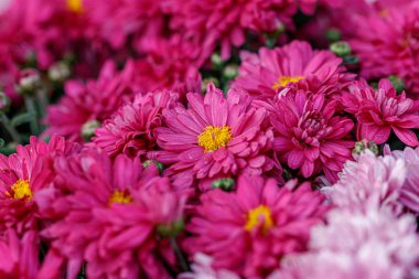 Çok renkli çiçek yatakları, güzel kasımpatılar. 