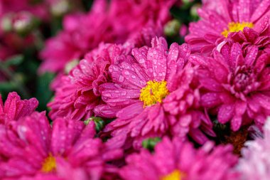 Çok renkli çiçek yatakları, güzel kasımpatılar. 