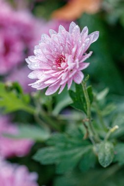 Çok renkli çiçek yatakları, güzel kasımpatılar. 