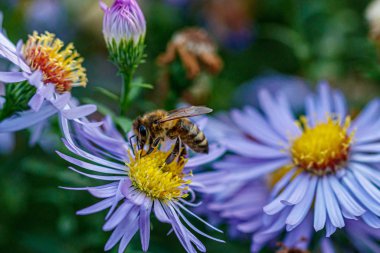 Bir eşekarısının oturduğu güzel çiçekler