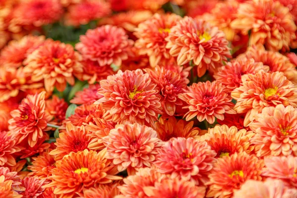 Wielobarwne kwietniki piękne chryzantemy — Zdjęcie stockowe