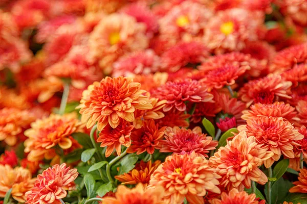 Lits de fleurs multicolores de beaux chrysanthèmes — Photo