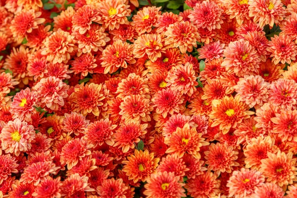 Mehrfarbige Beete mit schönen Chrysanthemen — Stockfoto