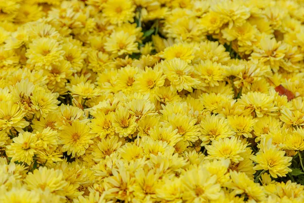 Canteiros de flores multicoloridas de belos crisântemos — Fotografia de Stock