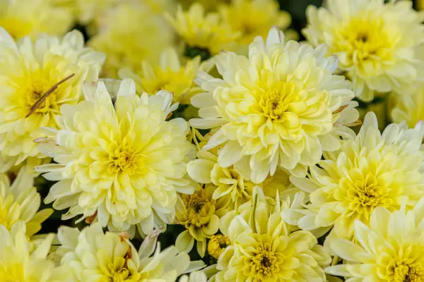 Multi-colored flower beds of beautiful chrysanthemums — Stock Photo, Image