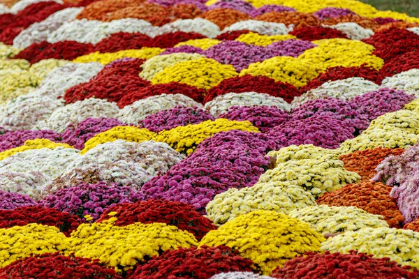 Színes virágágyások gyönyörű krizantém — Stock Fotó