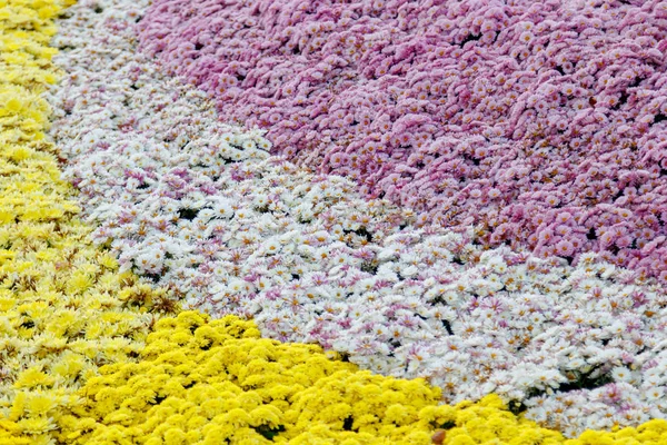 Canteiros de flores multicoloridas de belos crisântemos — Fotografia de Stock