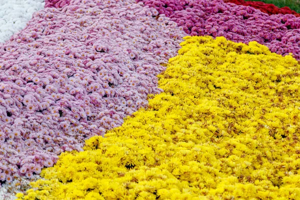 Canteiros de flores multicoloridas de belos crisântemos — Fotografia de Stock