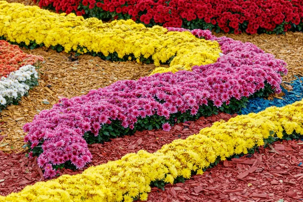 Canteiros de flores multicoloridas de belos crisântemos — Fotografia de Stock