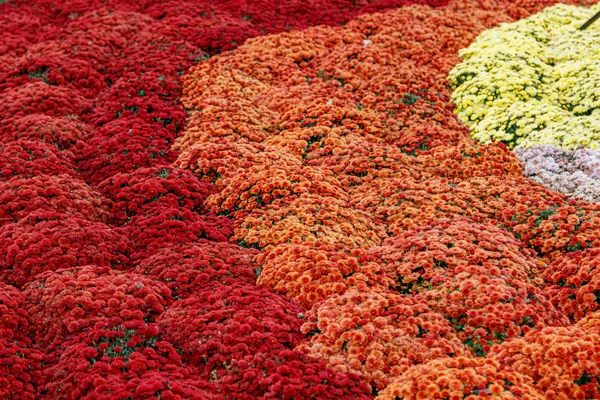 Canteiros de flores multicoloridas de belos crisântemos — Fotografia de Stock