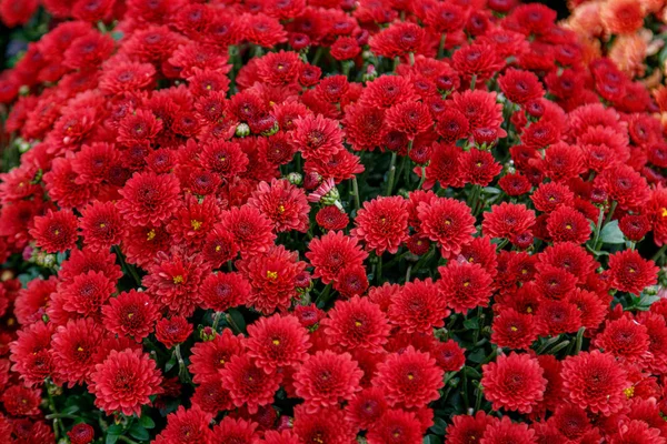 Aiuole multicolori di bellissimi crisantemi — Foto Stock