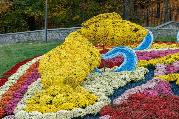 Canteiros de flores multicoloridas de belos crisântemos — Fotografia de Stock