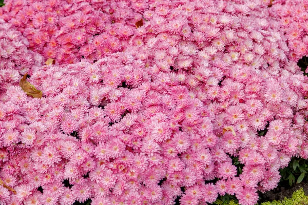 Multi-gekleurde bloembedden van prachtige chrysanten — Stockfoto