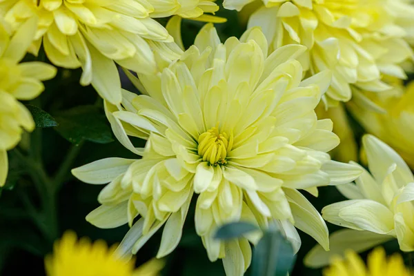 Multi-colored flower beds of beautiful chrysanthemums — Stock Photo, Image