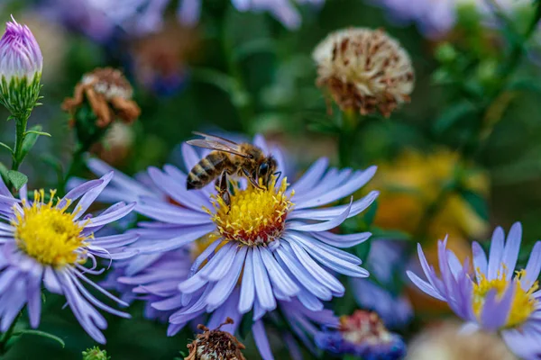 Beautiful flowers on which a wasp sits — Stock Photo, Image