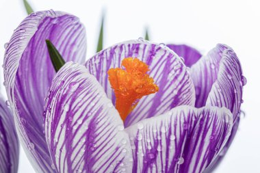 Beyaz arka planda çiğ damlaları olan güzel Crocus çiçekleri.