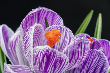 Beyaz arka planda çiğ damlaları olan güzel Crocus çiçekleri.