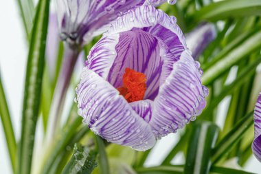Beyaz arka planda çiğ damlaları olan güzel Crocus çiçekleri.