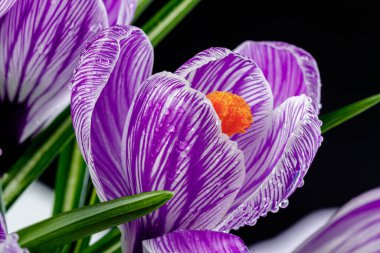 Beyaz arka planda çiğ damlaları olan güzel Crocus çiçekleri.