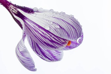 Beyaz arka planda çiğ damlaları olan güzel Crocus çiçekleri.