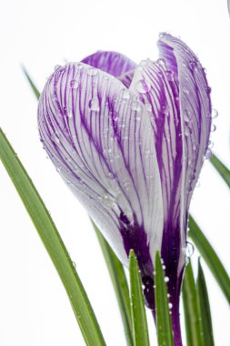 Beyaz arka planda çiğ damlaları olan güzel Crocus çiçekleri.