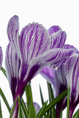 Beyaz arka planda çiğ damlaları olan güzel Crocus çiçekleri.