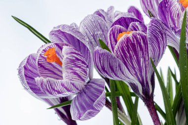 Beyaz arka planda çiğ damlaları olan güzel Crocus çiçekleri.