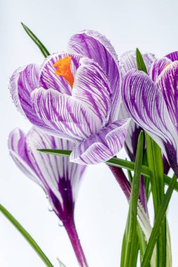 Beyaz arka planda çiğ damlaları olan güzel Crocus çiçekleri.