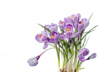 Beyaz arka planda çiğ damlaları olan güzel Crocus çiçekleri.