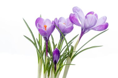 Beyaz arka planda çiğ damlaları olan güzel Crocus çiçekleri.