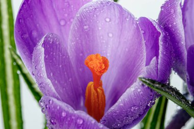 Beyaz arka planda çiğ damlaları olan güzel Crocus çiçekleri.