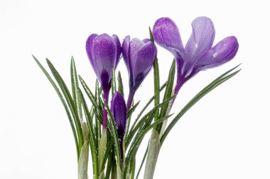 Beyaz arka planda çiğ damlaları olan güzel Crocus çiçekleri.