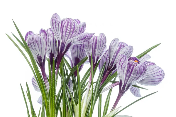Beyaz arka planda çiğ damlaları olan güzel Crocus çiçekleri.