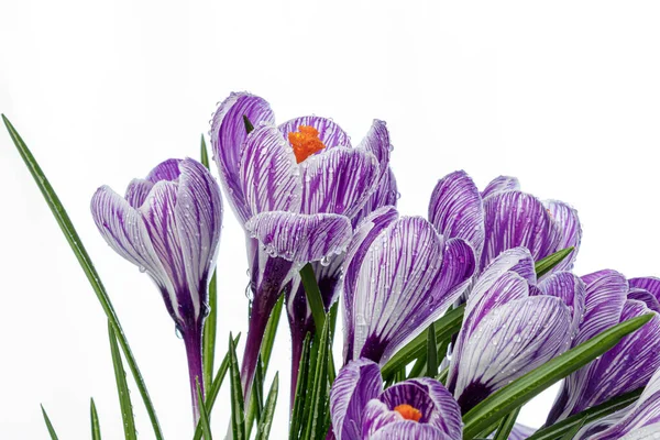 Belles Fleurs Crocus Avec Des Gouttes Rosée Sur Fond Blanc — Photo