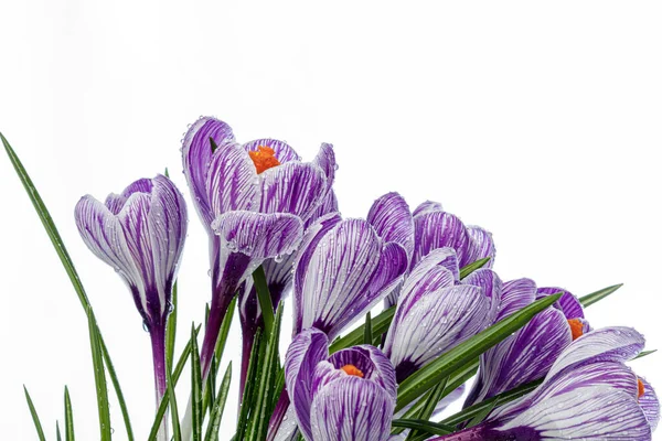 Bellissimi Fiori Croco Con Gocce Rugiada Uno Sfondo Bianco Primo — Foto Stock