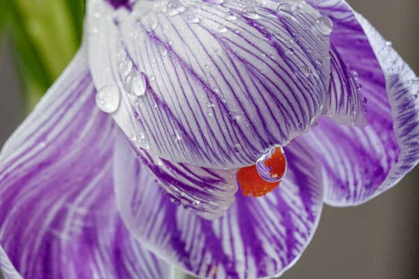 Belas Flores Crocodilo Com Gotas Orvalho Fundo Branco Close — Fotografia de Stock