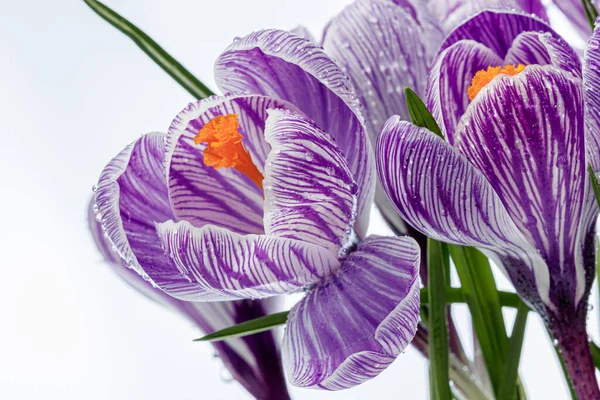 Beyaz arka planda çiğ damlaları olan güzel Crocus çiçekleri.