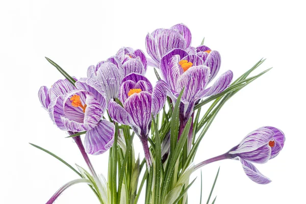 Beyaz arka planda çiğ damlaları olan güzel Crocus çiçekleri.