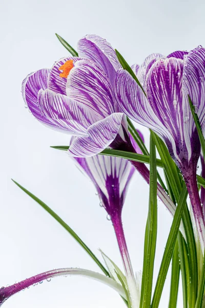 Beyaz arka planda çiğ damlaları olan güzel Crocus çiçekleri.
