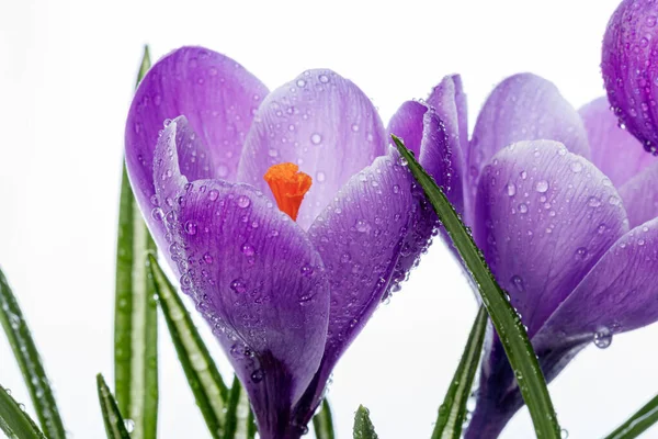 Hermosas Flores Cocodrilo Con Gotas Rocío Sobre Fondo Blanco Cerca —  Fotos de Stock