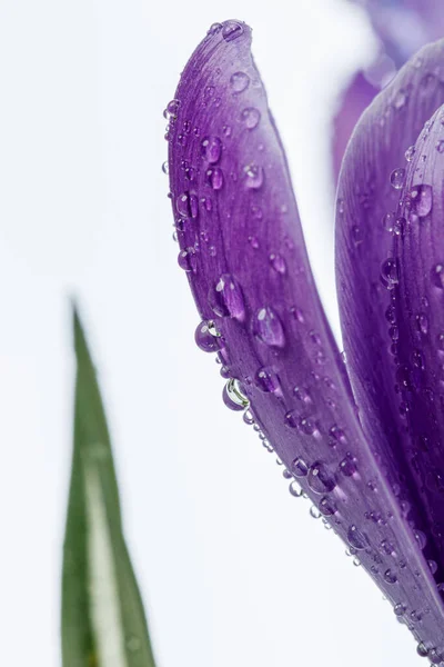 Hermosas Flores Cocodrilo Con Gotas Rocío Sobre Fondo Blanco Cerca —  Fotos de Stock