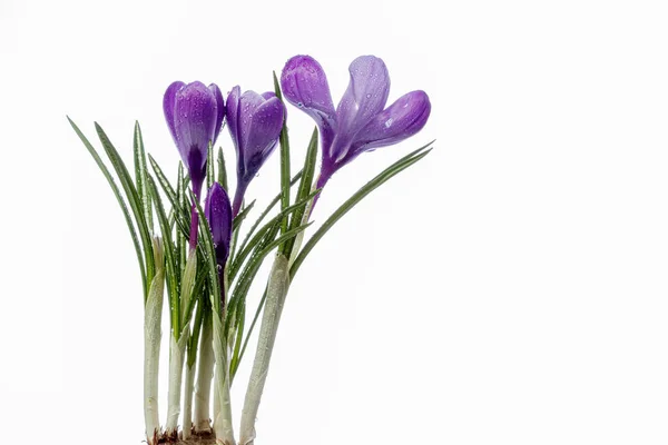 Hermosas Flores Cocodrilo Con Gotas Rocío Sobre Fondo Blanco Cerca —  Fotos de Stock