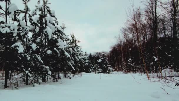 Bosque de invierno en bucle zoom — Vídeo de stock