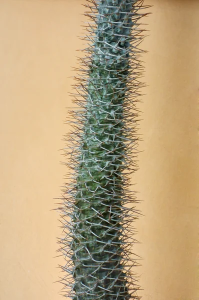 Cactus largo y estrecho — Foto de Stock