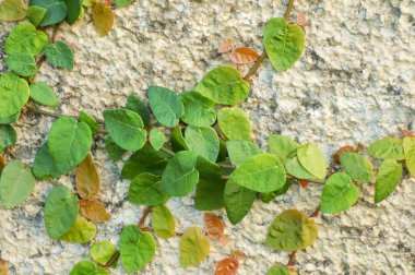 Ivy sürünüyor duvarda