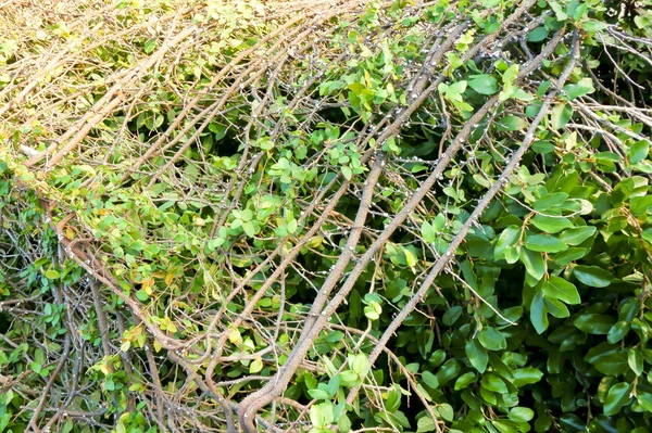 Weeds and shrubs — Stock Photo, Image