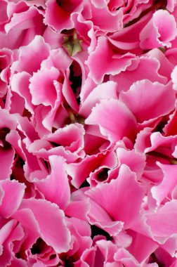 Bir muhteşem yılbaşı çiçeği yaprağı