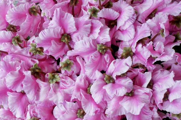 Pétalo de pétalos de flores — Foto de Stock
